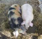 Agromarsz 2012 - 116