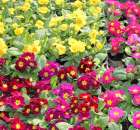 Foto reportaż z Targów Rolno-Ogrodnicze AGROMARSZ Marszew 2011