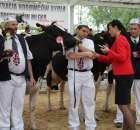 Prezentacja Championów na VII Ogólnopolskiej Wystawie Bydła Hodowlanego w Sielinku 2012 - 45