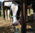 Bydło - Szepietowo 2012 XIX Regionalna Wystawa Zwierząt Hodowlanych - 14