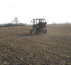 Siew saletry na rzepak