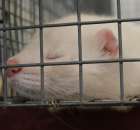 IZOO Balice dzień drugi  - 63