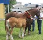 Konie - Szepietowo 2012 XIX Regionalna Wystawa Zwierząt Hodowlanych - 12