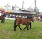 Konie - Szepietowo 2012 XIX Regionalna Wystawa Zwierząt Hodowlanych - 27