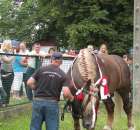 Konie - Szepietowo 2012 XIX Regionalna Wystawa Zwierząt Hodowlanych - 18