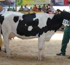 Bydło - Szepietowo 2012 XIX Regionalna Wystawa Zwierząt Hodowlanych - 96