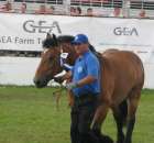 Konie - Szepietowo 2012 XIX Regionalna Wystawa Zwierząt Hodowlanych - 26