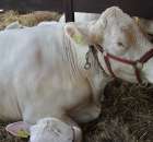 Bydło - Szepietowo 2012 XIX Regionalna Wystawa Zwierząt Hodowlanych - 33