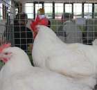 Drób - Szepietowo 2012 XIX Regionalna Wystawa Zwierząt Hodowlanych - 21