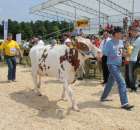 Nagordy dla superchampionów i championów  - 16