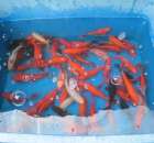 XX Targi Rolnicze Lubniewice 