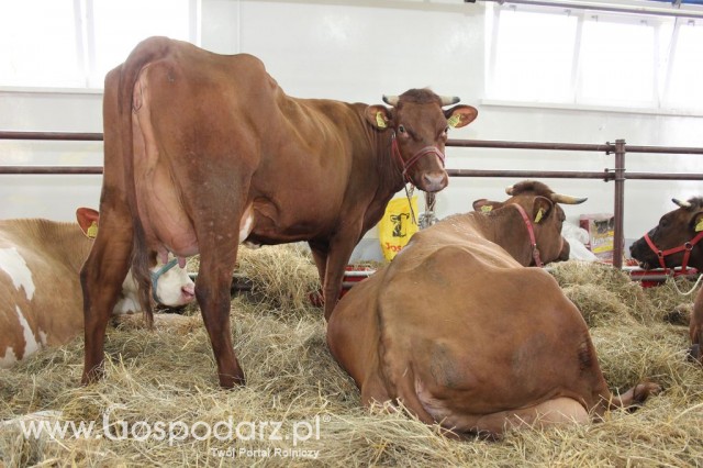 VII Ogólnopolska Wystawa Bydła Hodowlanego - 176
