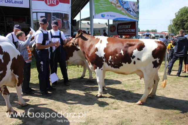 Bydło - Szepietowo 2012 XIX Regionalna Wystawa Zwierząt Hodowlanych - 12