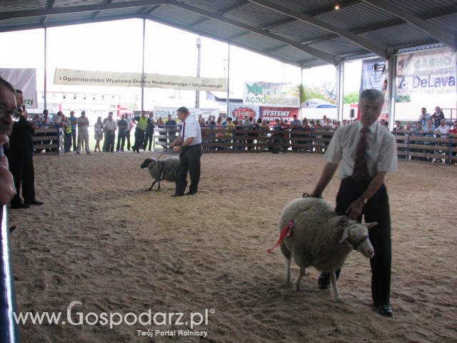 Owce - Szepietowo 2012 XIX Regionalna Wystawa Zwierząt Hodowlanych - 42