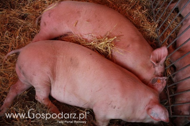 XX Targi Rolnicze Lubniewice