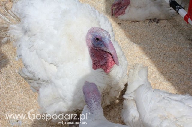 Pierwsze dni indyka w Koźminku
