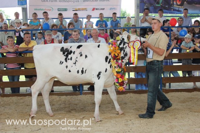 Bydło - Szepietowo 2012 XIX Regionalna Wystawa Zwierząt Hodowlanych - 122