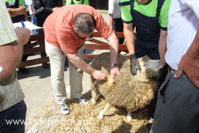 Owce - Szepietowo 2012 XIX Regionalna Wystawa Zwierząt Hodowlanych - 8