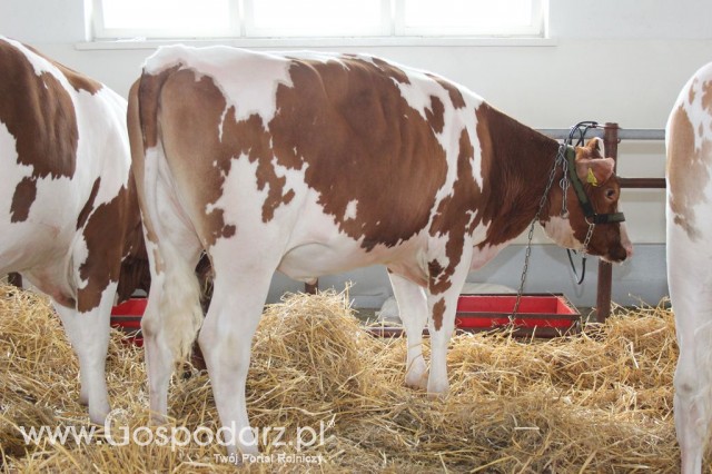 VII Ogólnopolska Wystawa Bydła Hodowlanego - 155