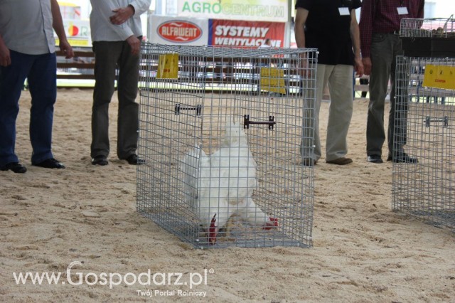 Drób - Szepietowo 2012 XIX Regionalna Wystawa Zwierząt Hodowlanych - 6