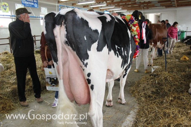 VII Ogólnopolska Wystawa Bydła Hodowlanego - 167
