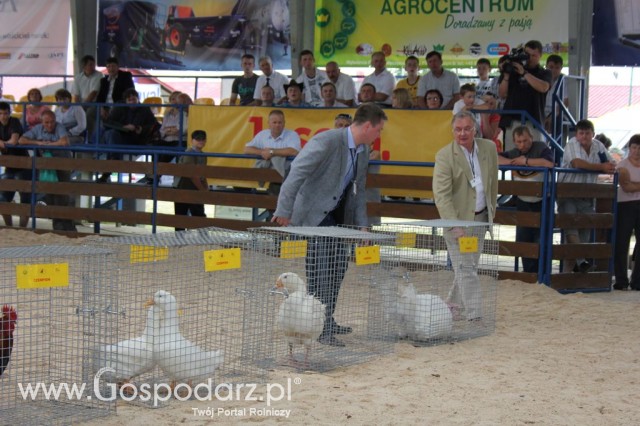 Drób - Szepietowo 2012 XIX Regionalna Wystawa Zwierząt Hodowlanych - 10