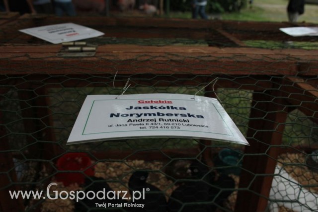 Gołębie Jaskółka Norymberska