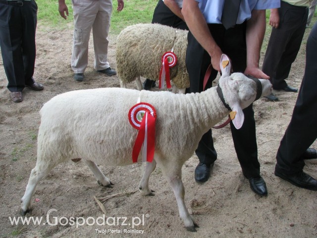 Owce - Szepietowo 2012 XIX Regionalna Wystawa Zwierząt Hodowlanych - 28