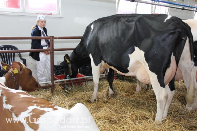 VII Ogólnopolska Wystawa Bydła Hodowlanego - 169