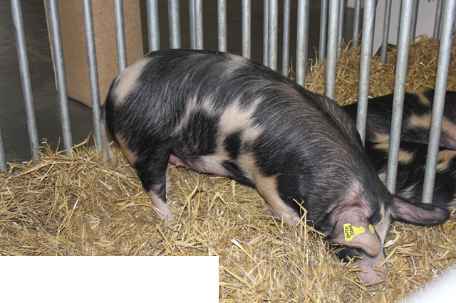 Foto reportaż z Międzynarodowych Targów Hodowli Zwierząt FARMA