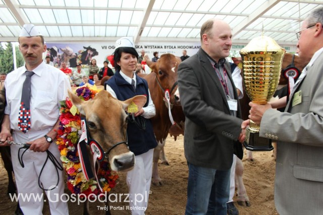 VII Ogólnopolska Wystawa Bydła Hodowlanego - 61