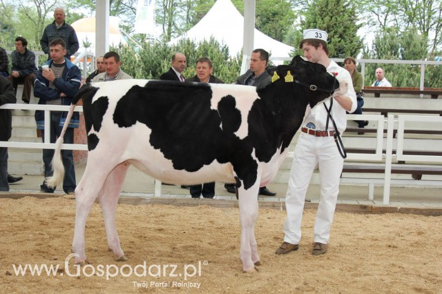 VII Ogólnopolska Wystawa Bydła Hodowlanego - 32