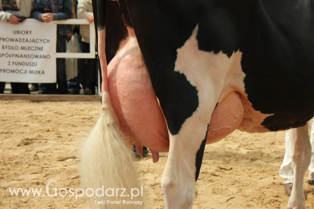 VII Ogólnopolska Wystawa Bydła Hodowlanego - 144