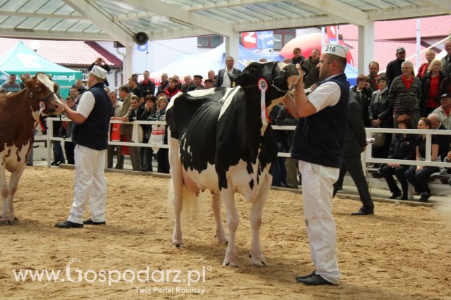 VII Ogólnopolska Wystawa Bydła Hodowlanego - 139