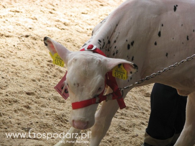 Młody Hodowca - Szepietowo 2012 - 39