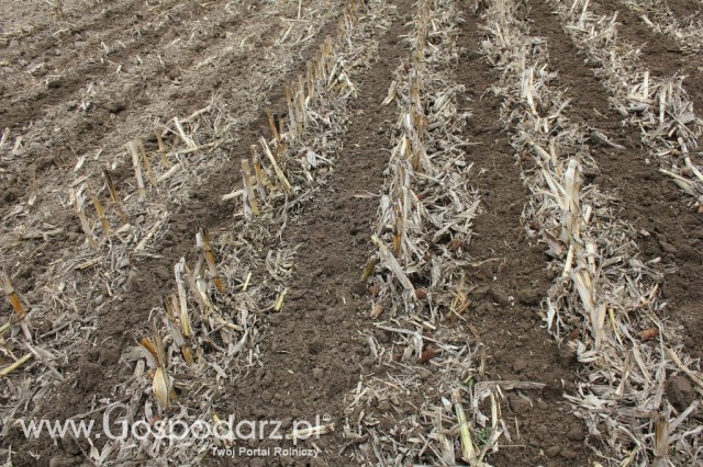 Kultywator STRIGER do uprawy pasowej - 14