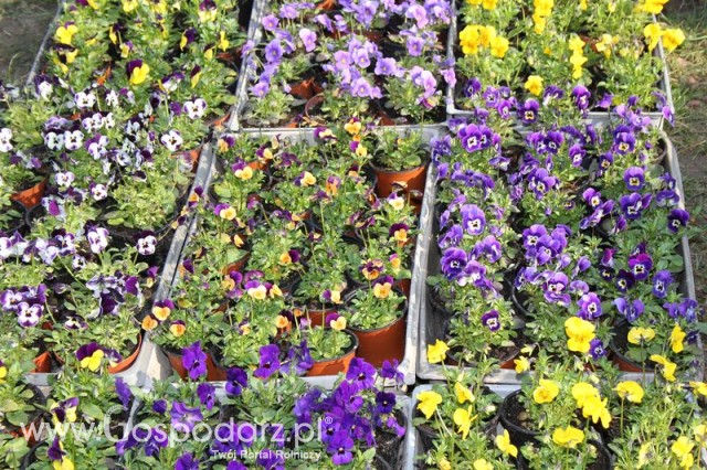 Foto reportaż z Targów Rolno-Ogrodnicze AGROMARSZ Marszew 2011