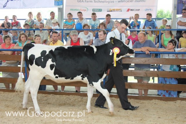 Bydło - Szepietowo 2012 XIX Regionalna Wystawa Zwierząt Hodowlanych - 120