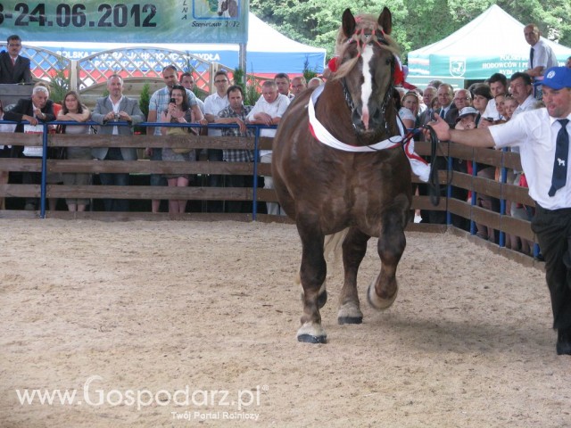 Konie - Szepietowo 2012 XIX Regionalna Wystawa Zwierząt Hodowlanych - 38