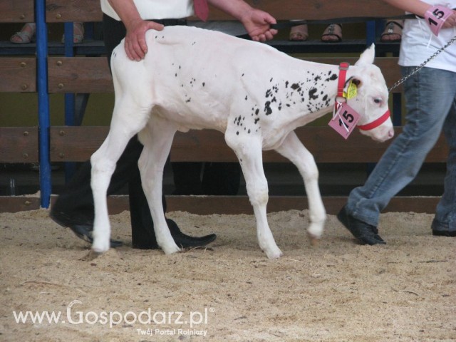 Młody Hodowca - Szepietowo 2012 - 17