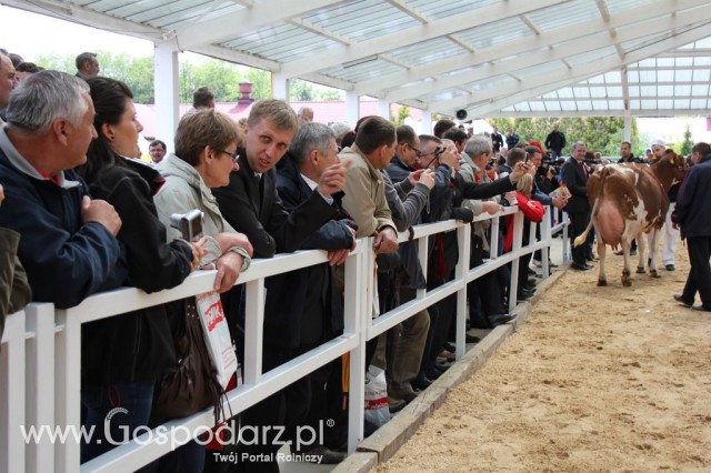 VII Ogólnopolska Wystawa Bydła Hodowlanego - 136