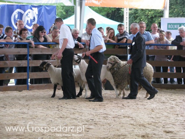 Owce - Szepietowo 2012 XIX Regionalna Wystawa Zwierząt Hodowlanych - 32
