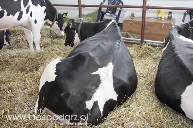 VII Ogólnopolska Wystawa Bydła Hodowlanego - 168