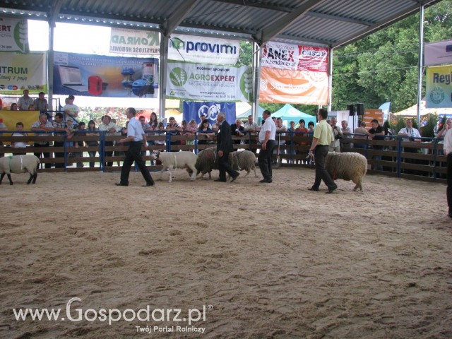Owce - Szepietowo 2012 XIX Regionalna Wystawa Zwierząt Hodowlanych - 43
