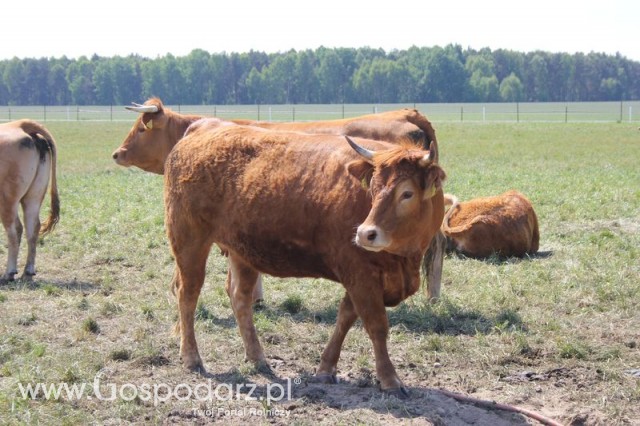 Wypas bydła zdjęcie nr 13