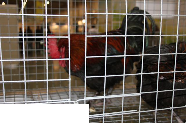 Foto reportaż z Międzynarodowych Targów Hodowli Zwierząt FARMA