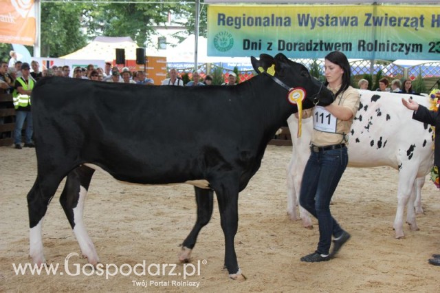 Bydło - Szepietowo 2012 XIX Regionalna Wystawa Zwierząt Hodowlanych - 124