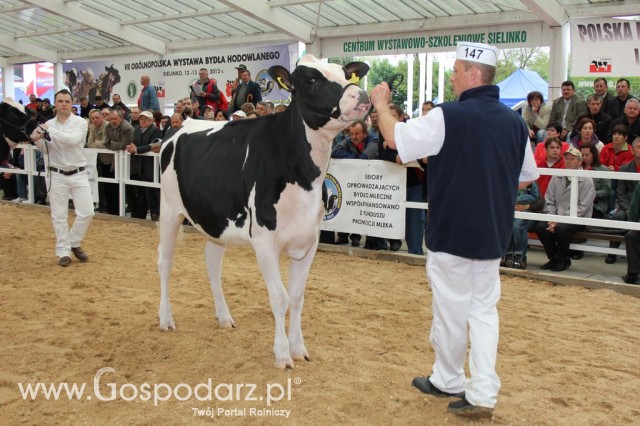 VII Ogólnopolska Wystawa Bydła Hodowlanego - 43