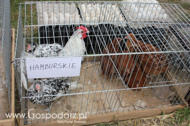 Drób - Szepietowo 2012 XIX Regionalna Wystawa Zwierząt Hodowlanych - 43