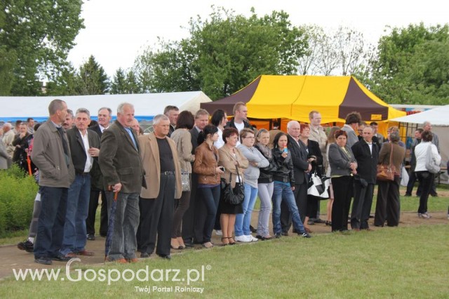 Pierwsze dni indyka w Koźminku